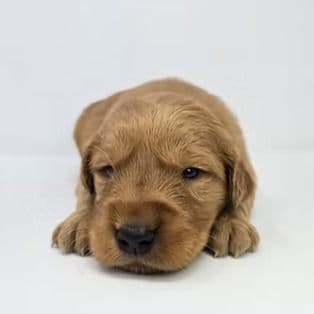 Evie - Golden Retriever Female