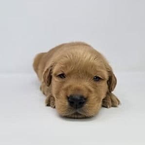 Ella - Golden Retriever Female
