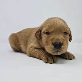 Ella - Golden Retriever Female