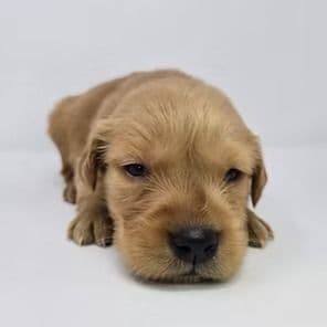 Ernie - Golden Retriever Male