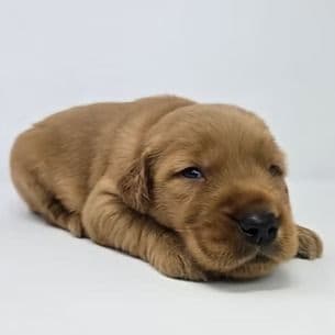 Echo - Golden Retriever Male
