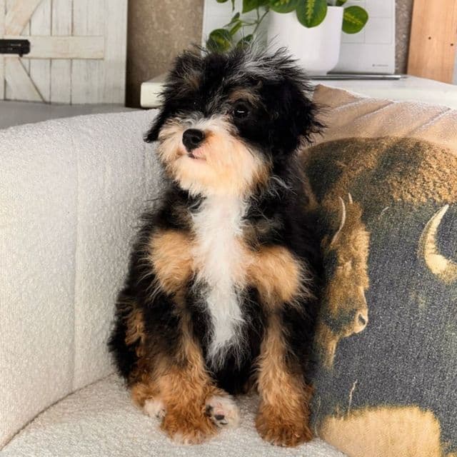 Lily - Bernedoodle Female