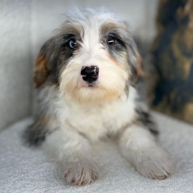 Ted - Bernedoodle Male