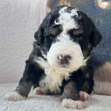 Ollie - Bernedoodle Male
