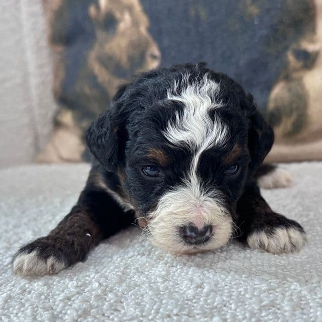 Luna - Bernedoodle Female