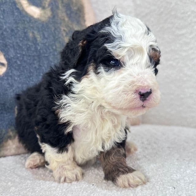Hanna - Bernedoodle Female