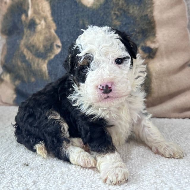 Eli - Bernedoodle Male