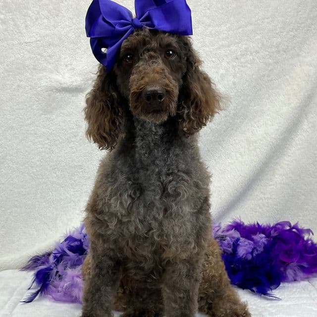Gracie - Standard Poodle Female