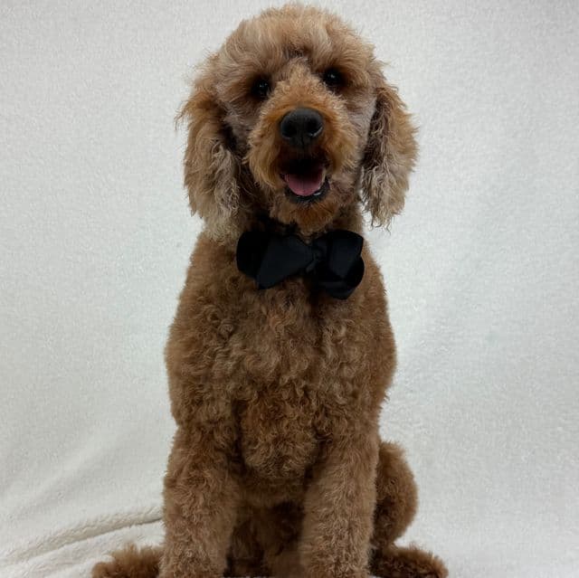 Bentley - Standard Poodle Male