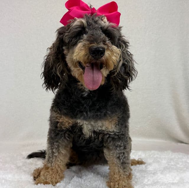 Daisy - Bernedoodle Female