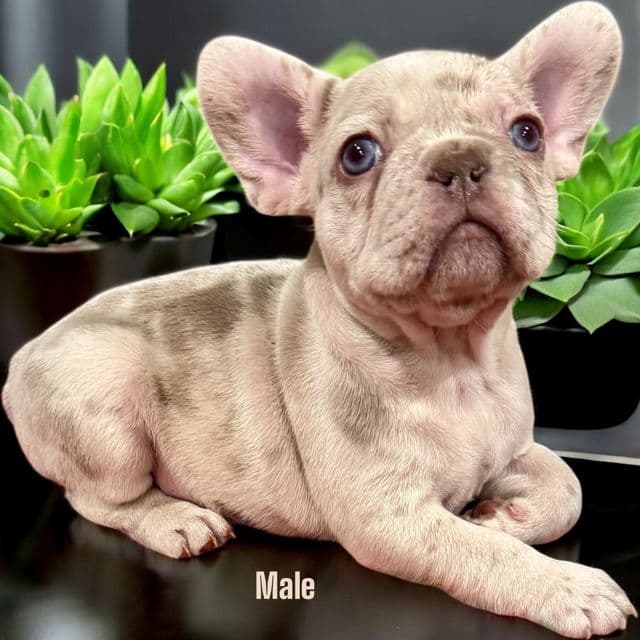 Puppy 1 - French Bulldog Female