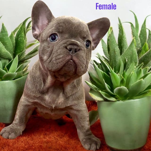 Puppy 4 - French Bulldog Male