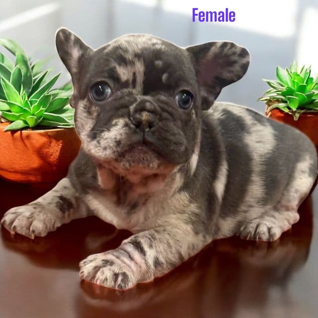 Puppy 6 - French Bulldog Female