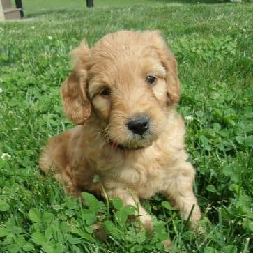 Mars - Goldendoodle Female