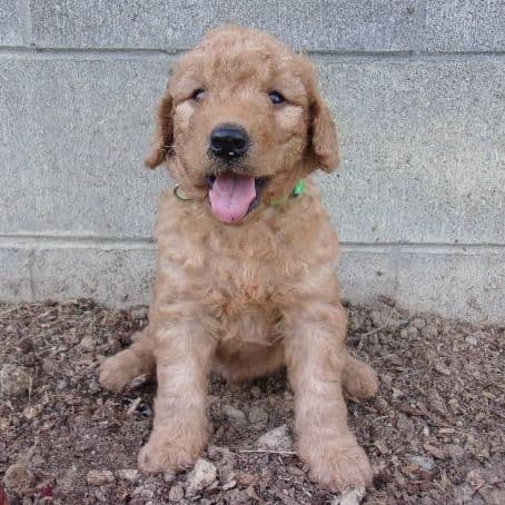Max - Goldendoodle Male