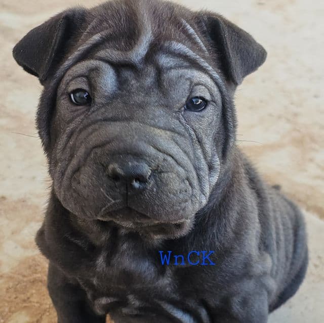 Bitty - Miniature Shar-Pei Female