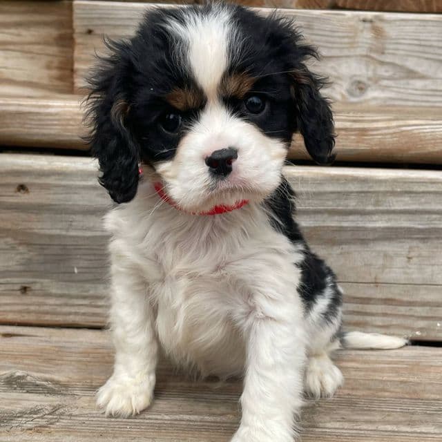 Byron - Cavalier King Charles Spaniel Male