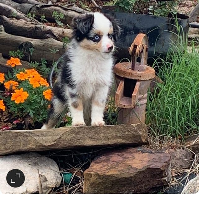 George - Australian Shepherd Male
