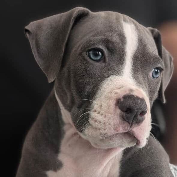 BOY BLUE - American Bully Male