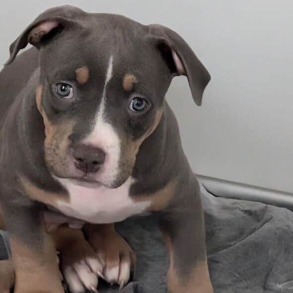 DENIM - American Bully Male
