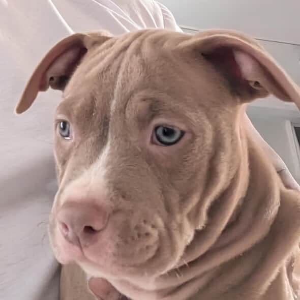 SANDY - American Bully Male