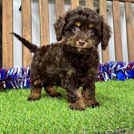 Ben - Cavapoo Male