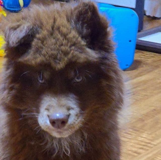 Heath - Siberian Husky Male