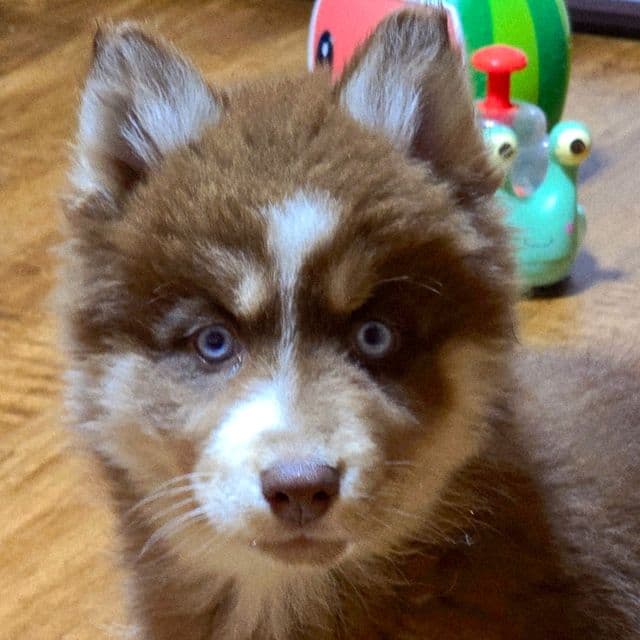 Abby  - Siberian Husky Female