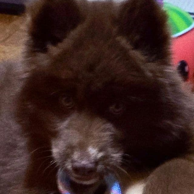 Chief - Siberian Husky Male