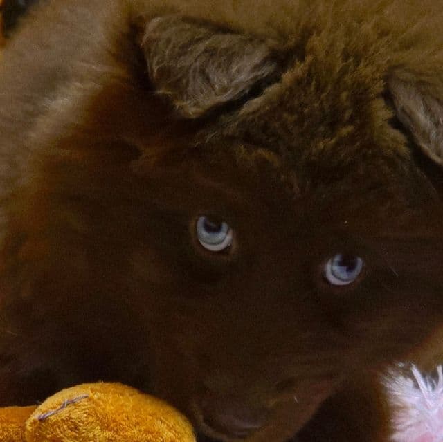 Fozzie Bear - Siberian Husky Female