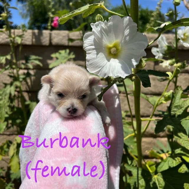 Burbank - Pomeranian Male