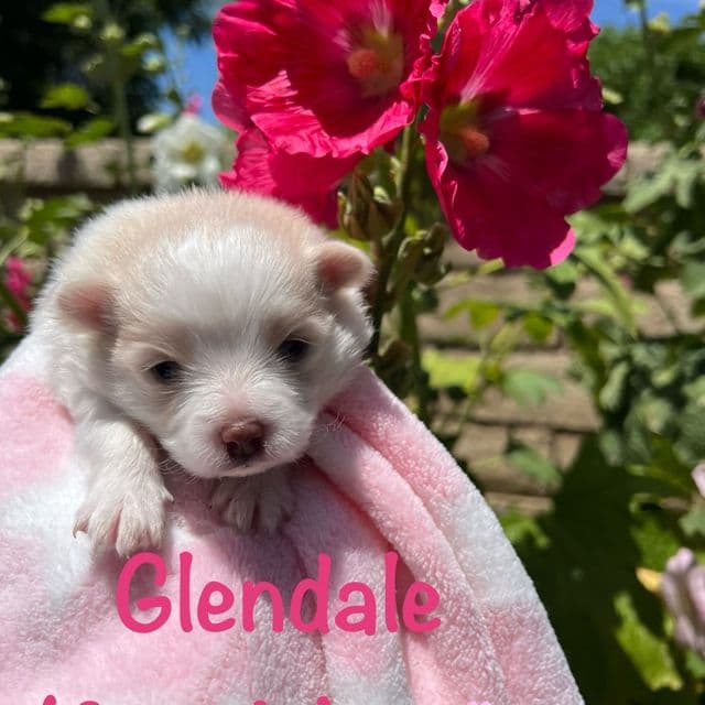 Glendale - Pomeranian Female