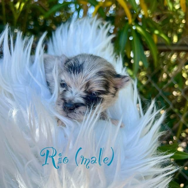 Rio - Pomeranian Male