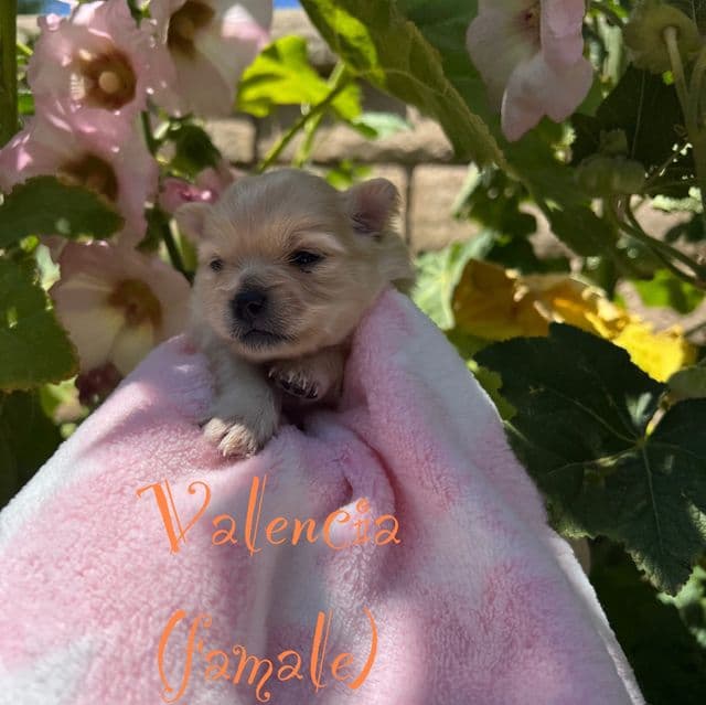 Valencia - Pomeranian Female