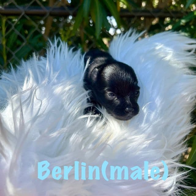 Berlin - Pomeranian Male