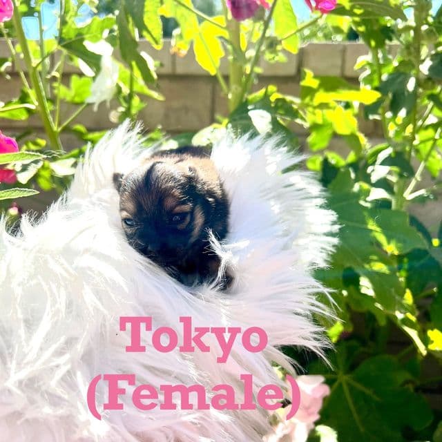 Tokyo - Pomeranian Female