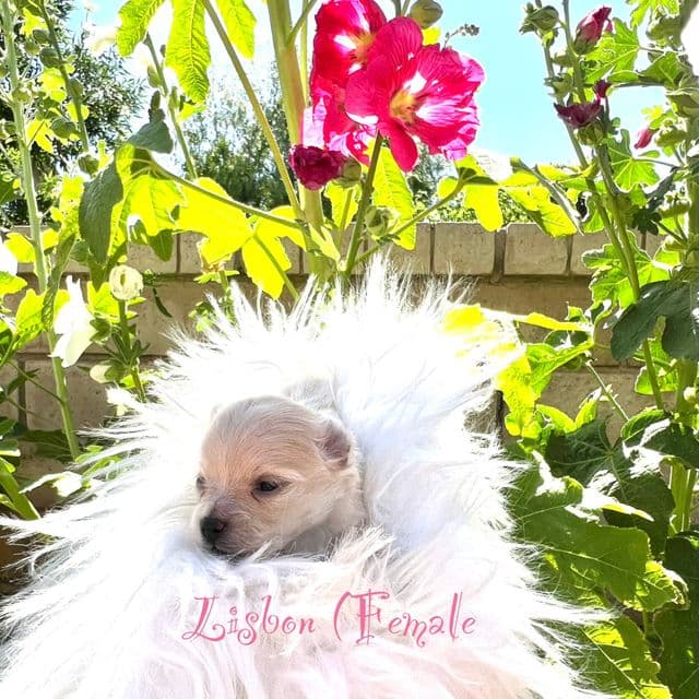 Lisbon - Pomeranian Female