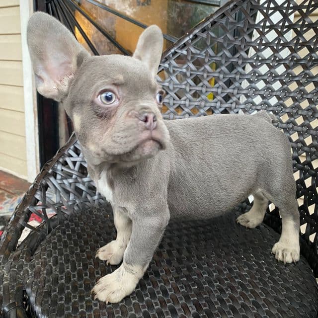 Larry - French Bulldog Male