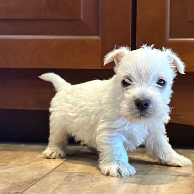Garrison - West Highland White Terrier Male