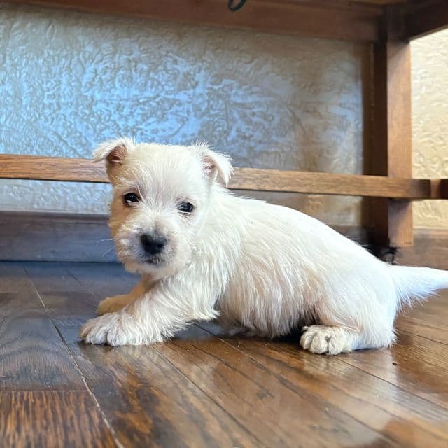 Harrison - West Highland White Terrier Male
