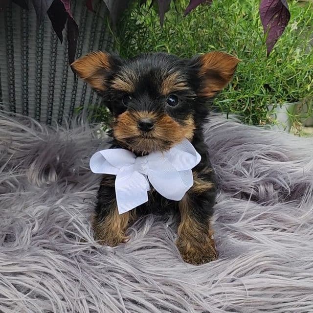 Teacup Tiny Tuck - Yorkshire Terrier Male