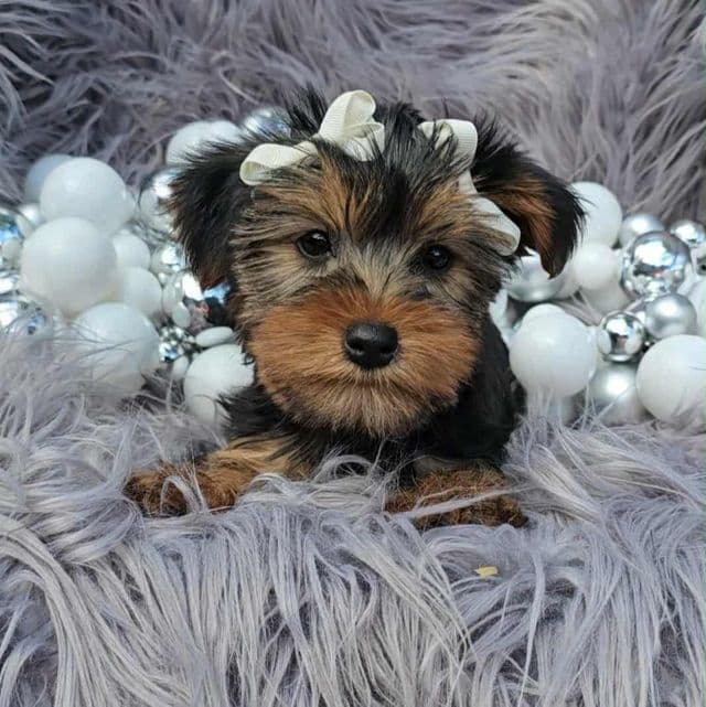 Lucy - Yorkshire Terrier Female