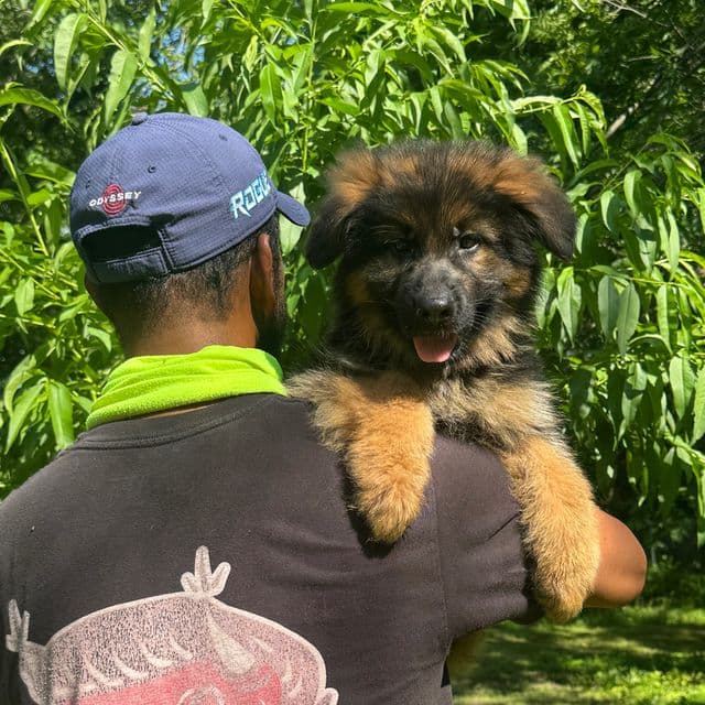 Zico Vom Arialand - German Shepherd Dog Male