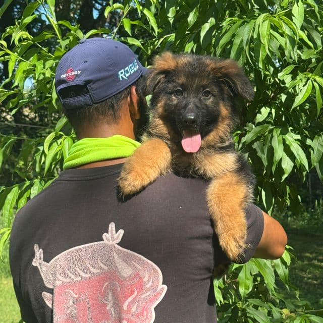 Zandor - German Shepherd Dog Male