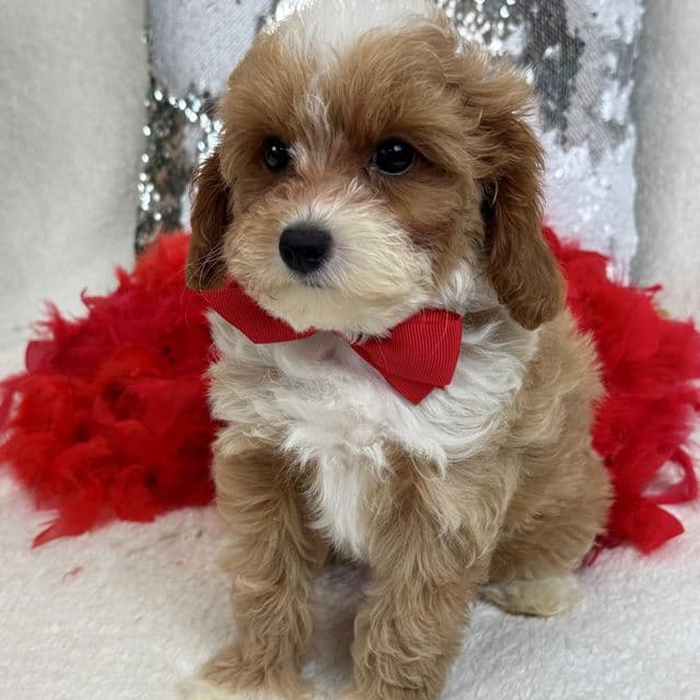 Maddie Red Boy - Cavapoo Male