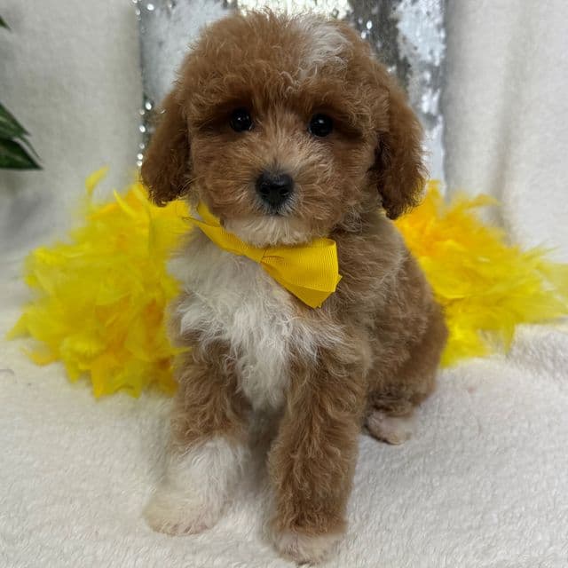 Riley Yellow Boy - Cavapoo Male