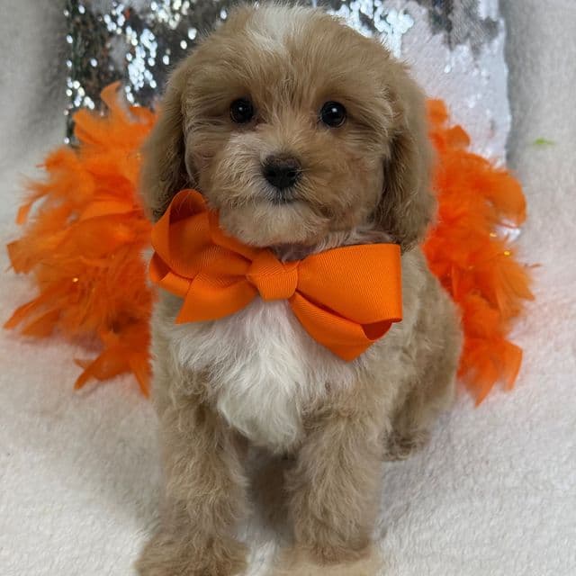 Riley Orange Boy - Cavapoo Male