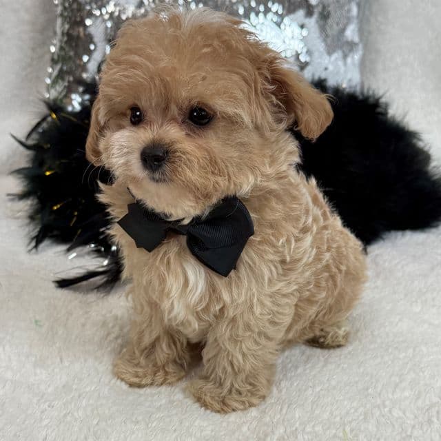 Rae Rae Black Boy - Cavapoo Male