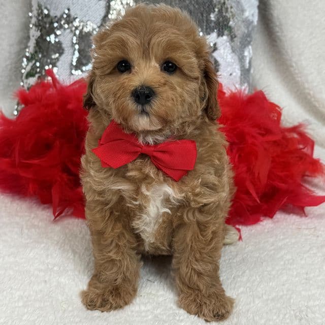 Rae Rae Red Boy - Cavapoo Male