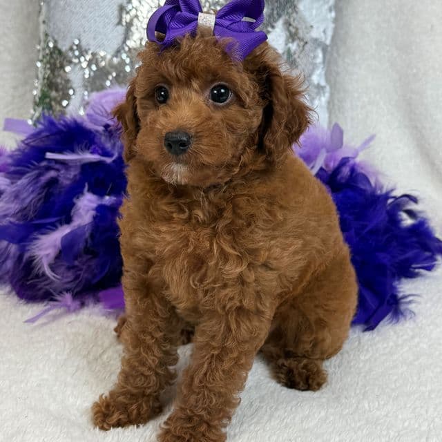 Tally Purple Girl - Goldendoodle Female